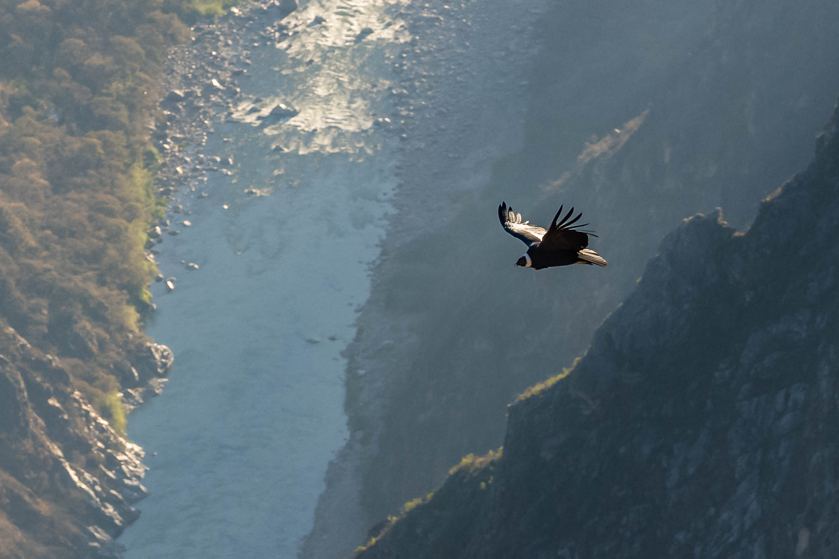Andean Condor Over Apurimac River