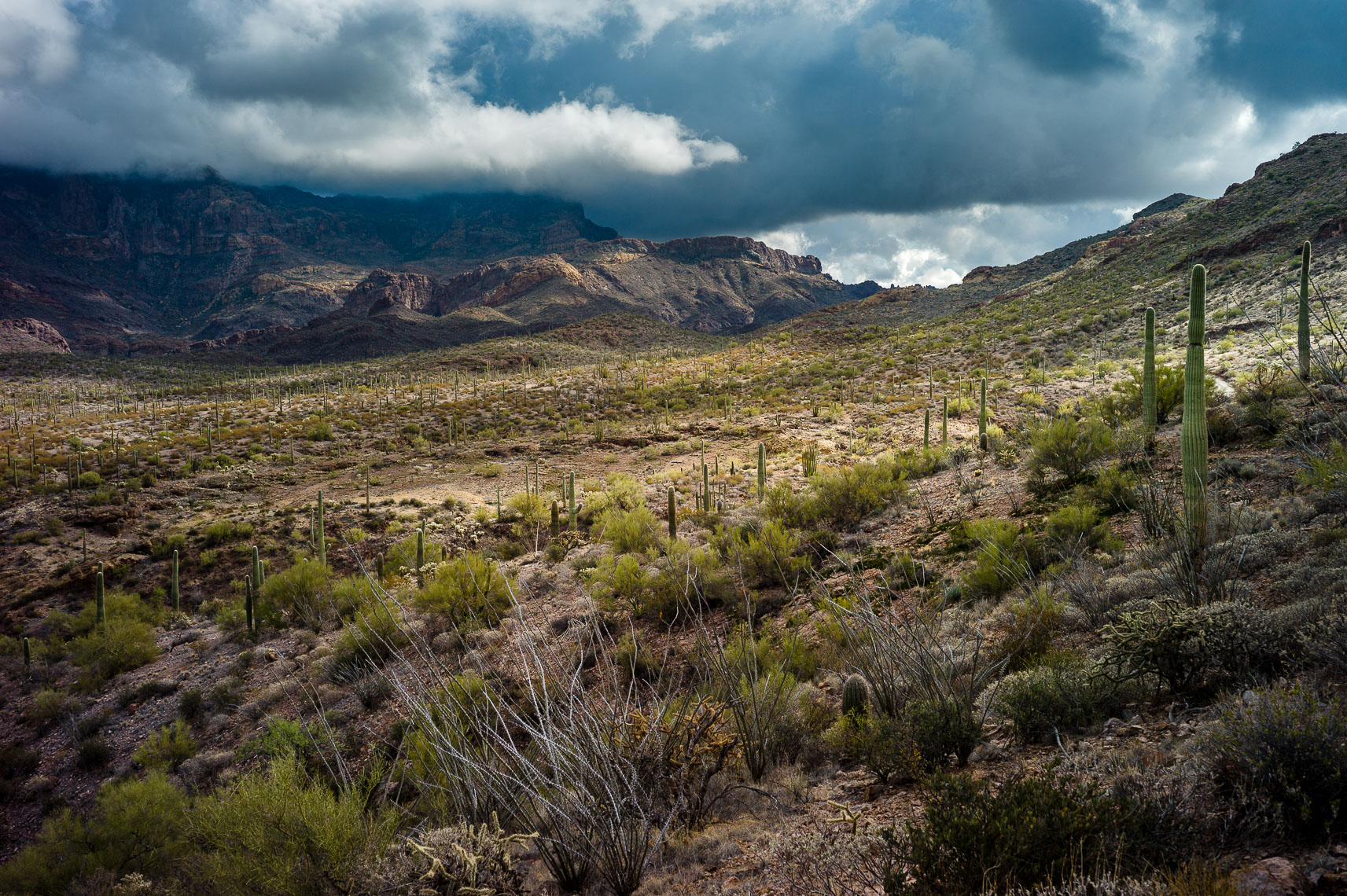 Diablo Mountains, Organ Pipe Cactus NM