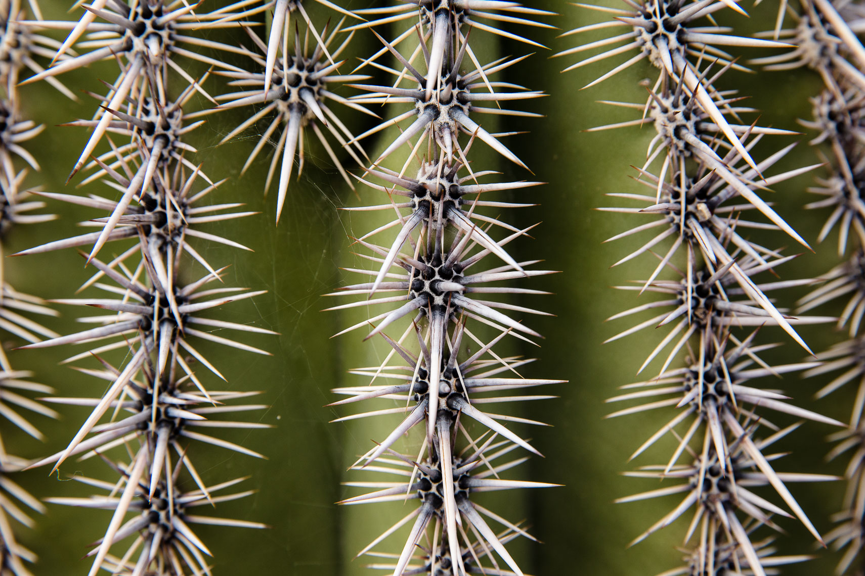 Saguaro Cactus Close Up