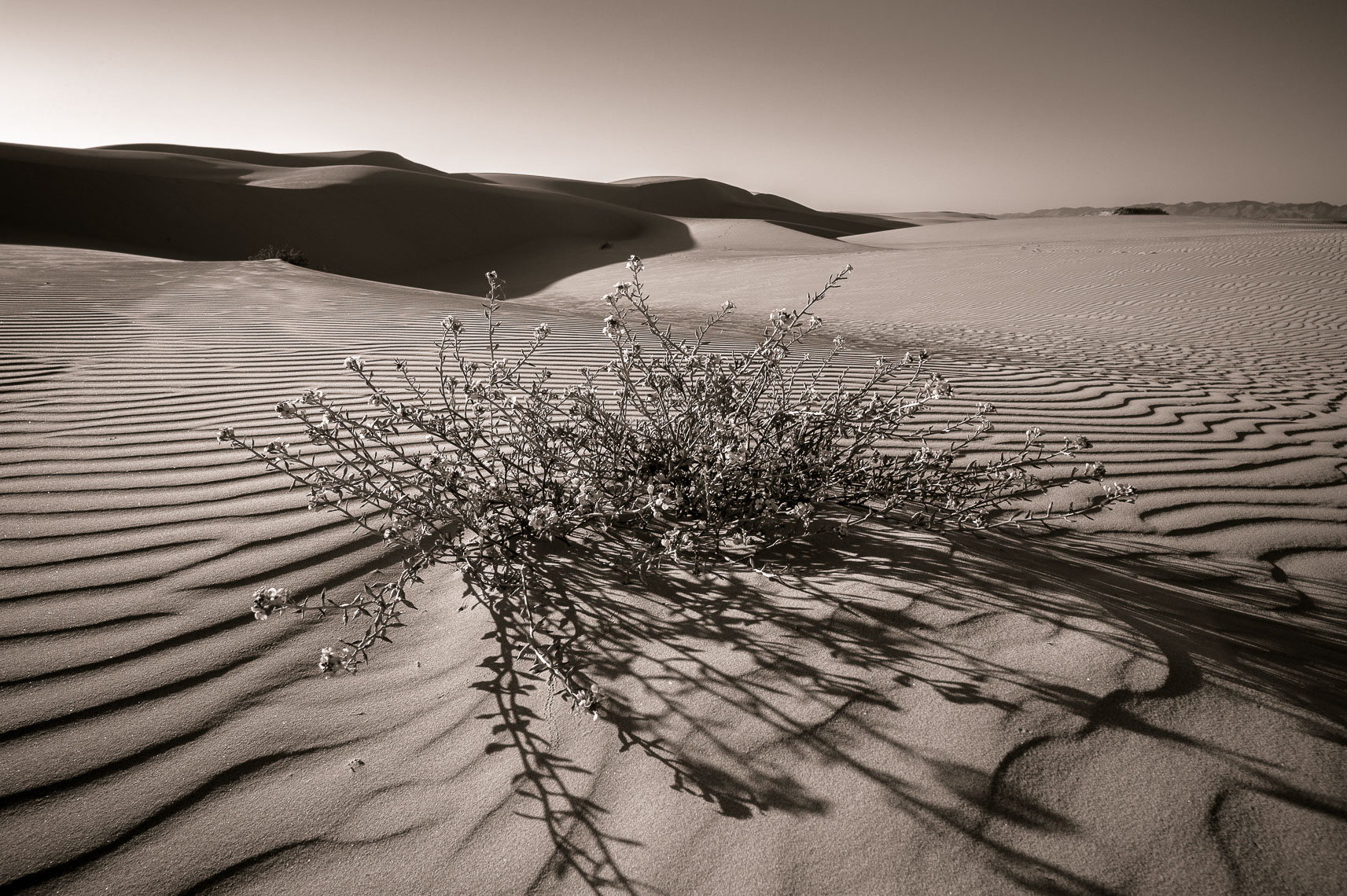 Oceano Dunes