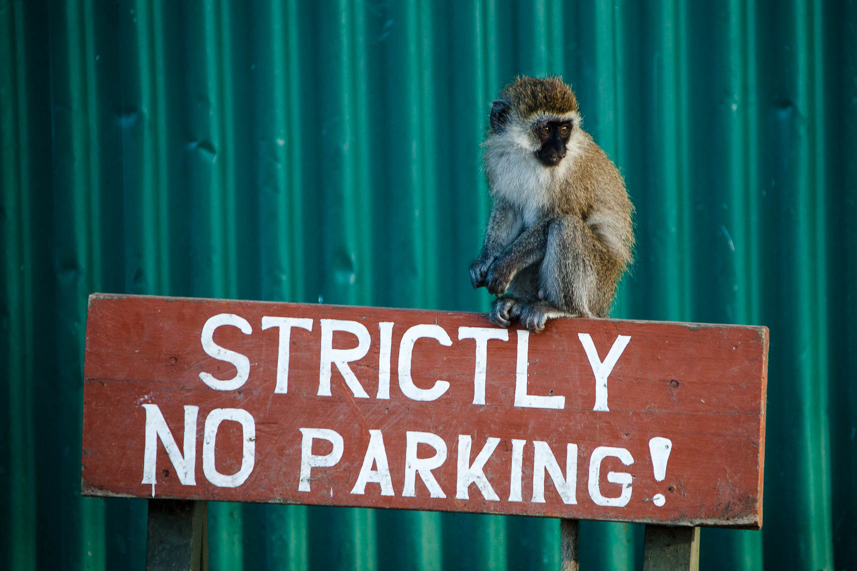Strictly NO parking!
