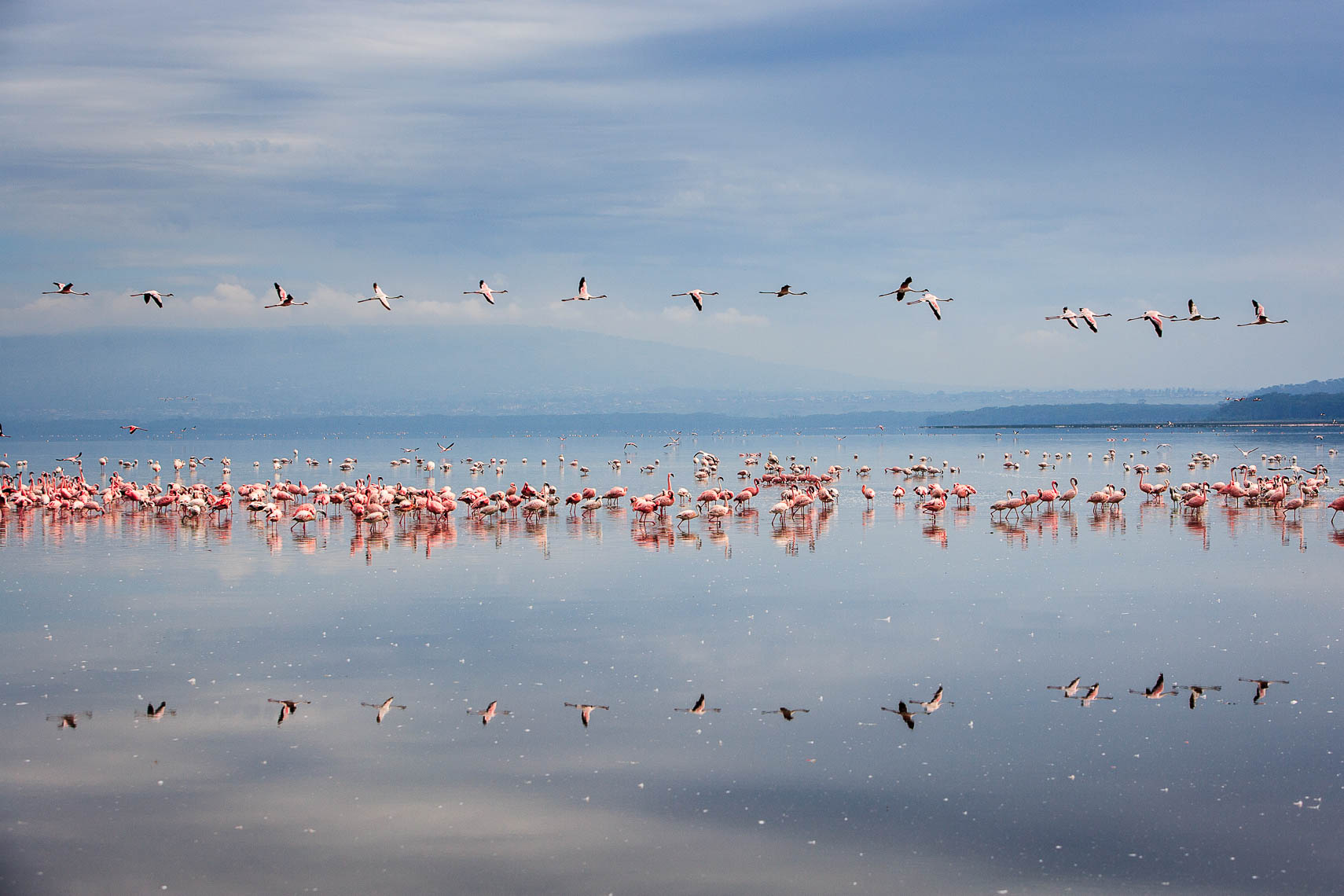 Flight of Flamingos