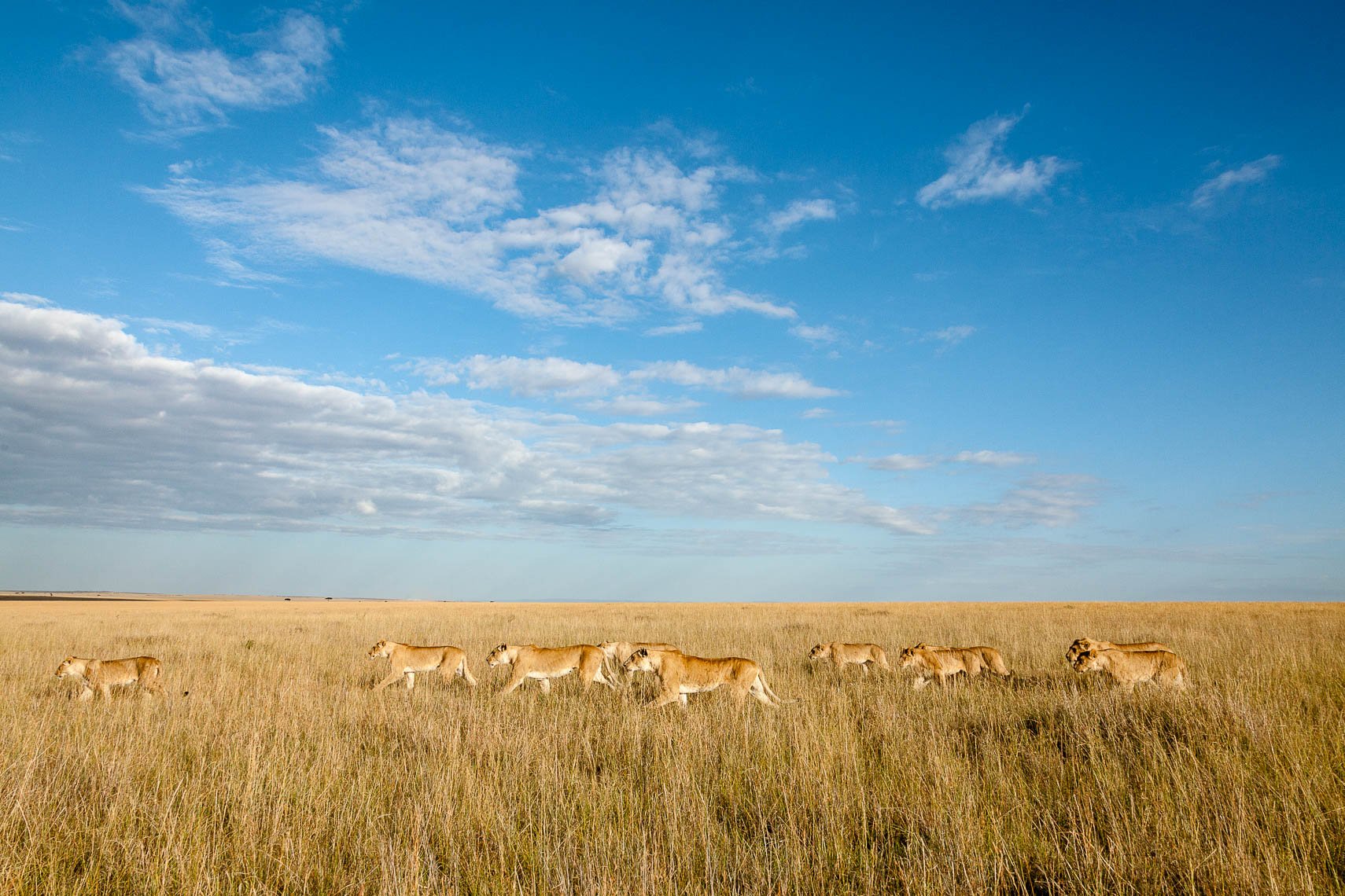 africa-print-14