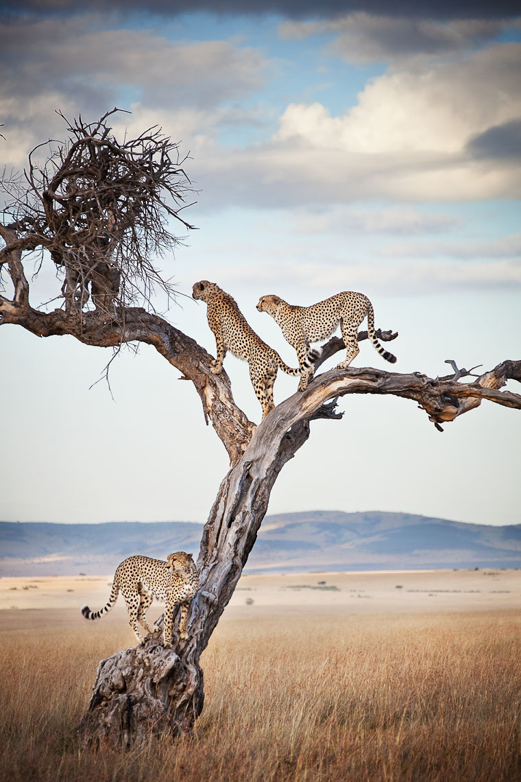 On The Lookout - Maasai Mara