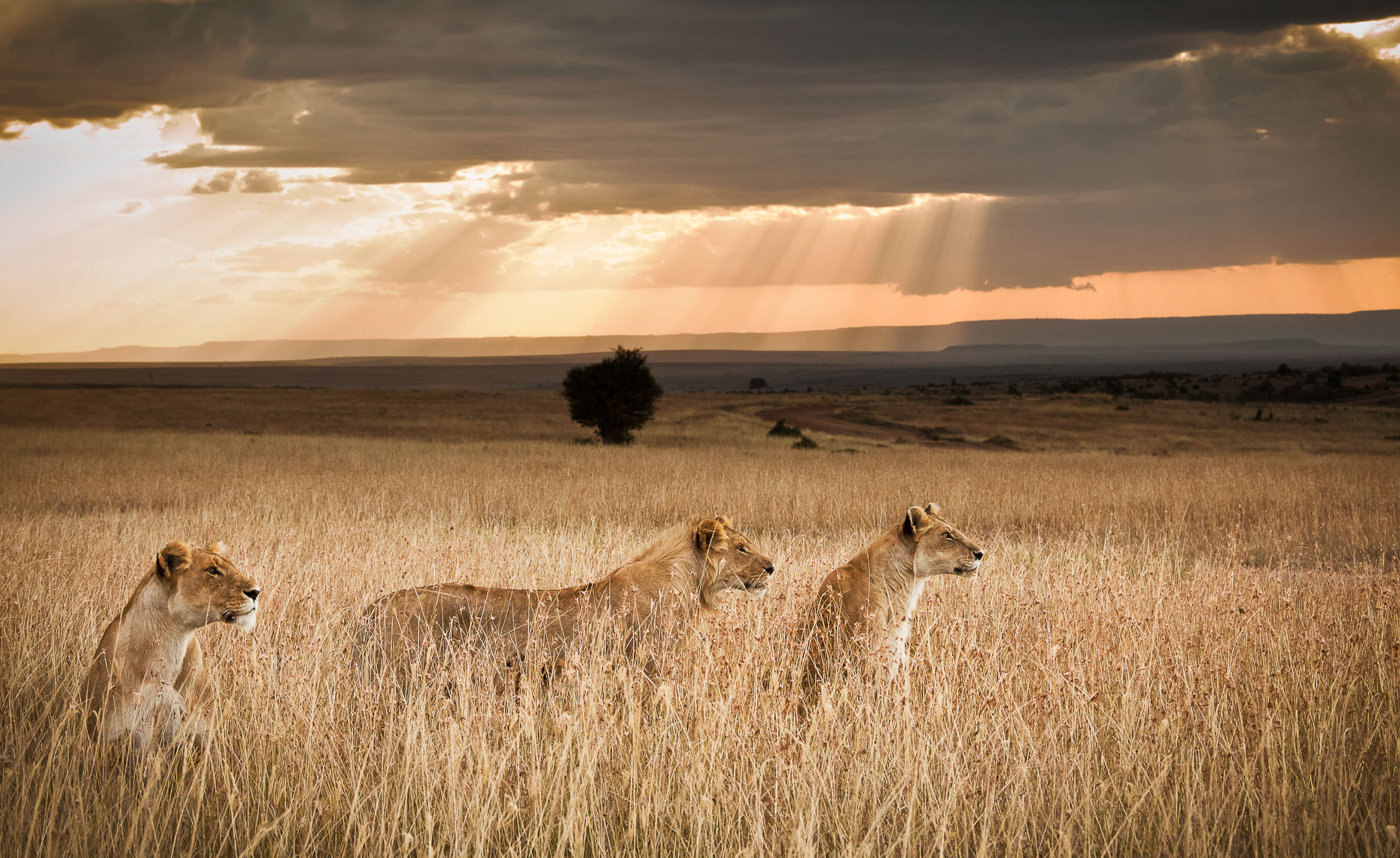 Sunset Pride - Maasai Mara