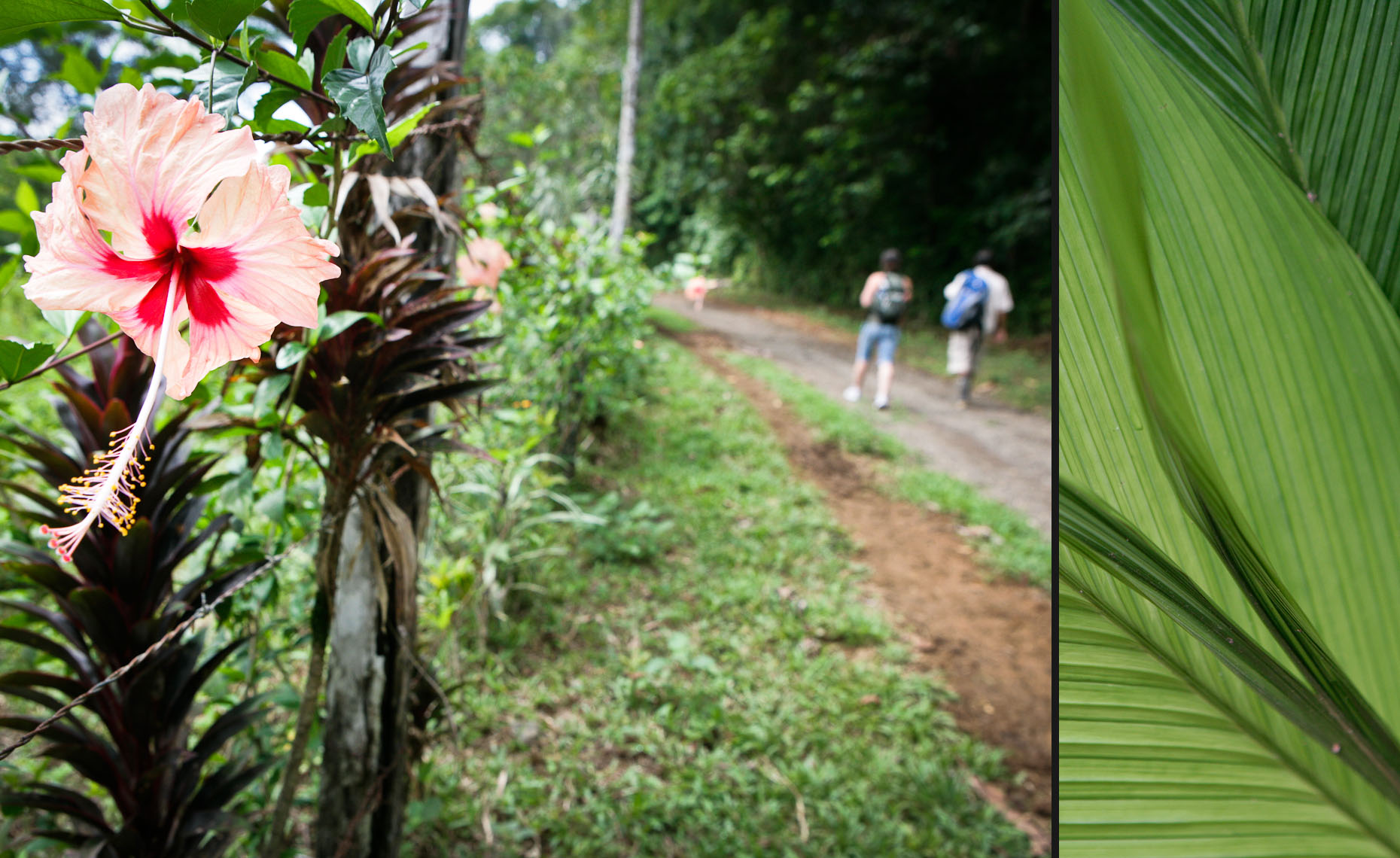 Jungle Trek - Costa Rica