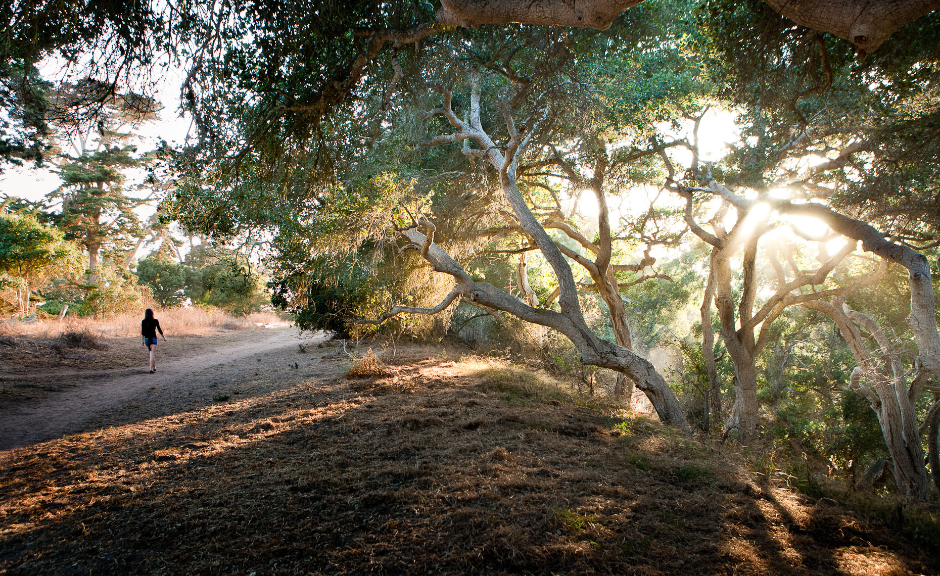 Walk in the Woods - Santa Barbara