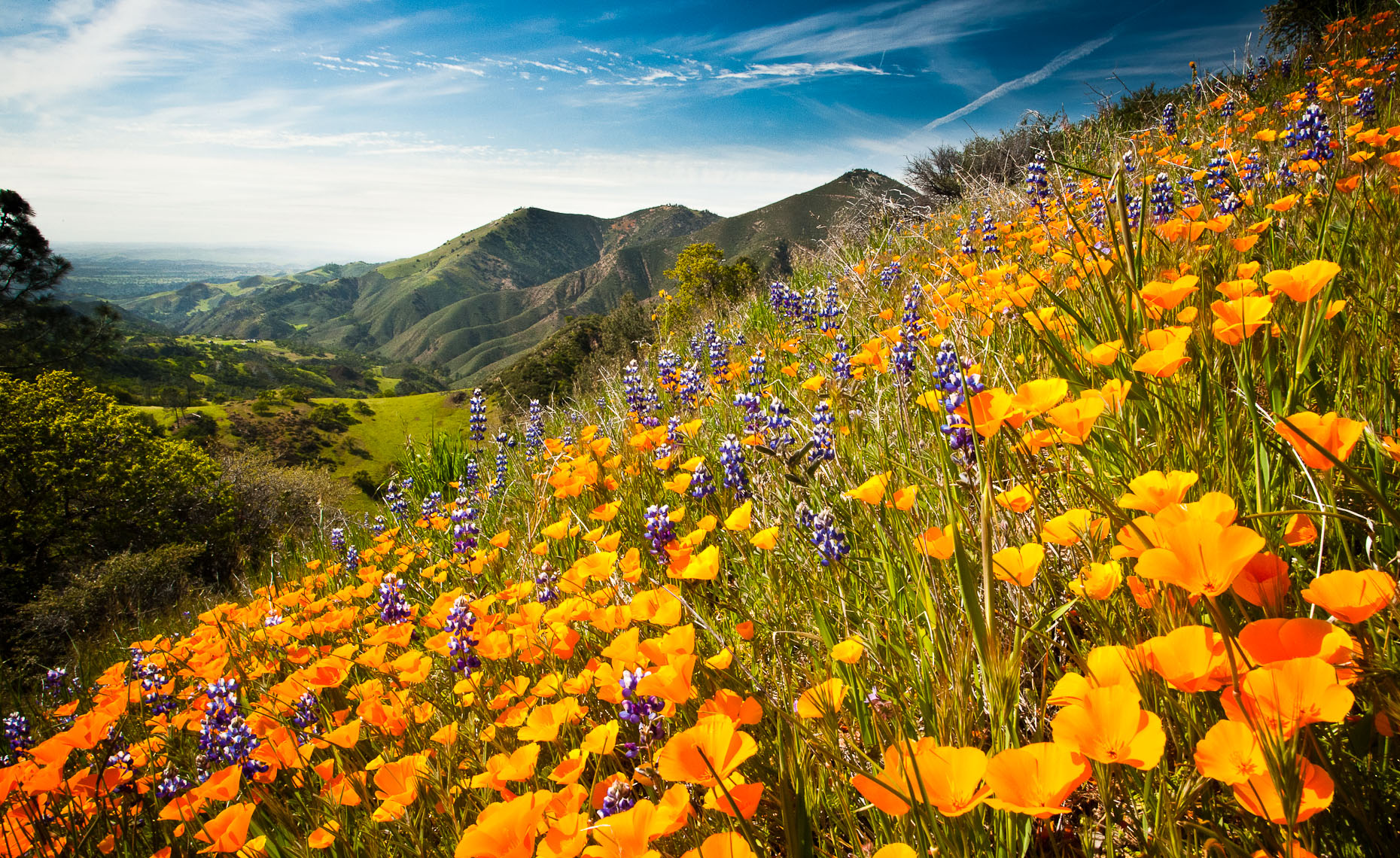 Wildflower Bloom - Figueroa Mountain