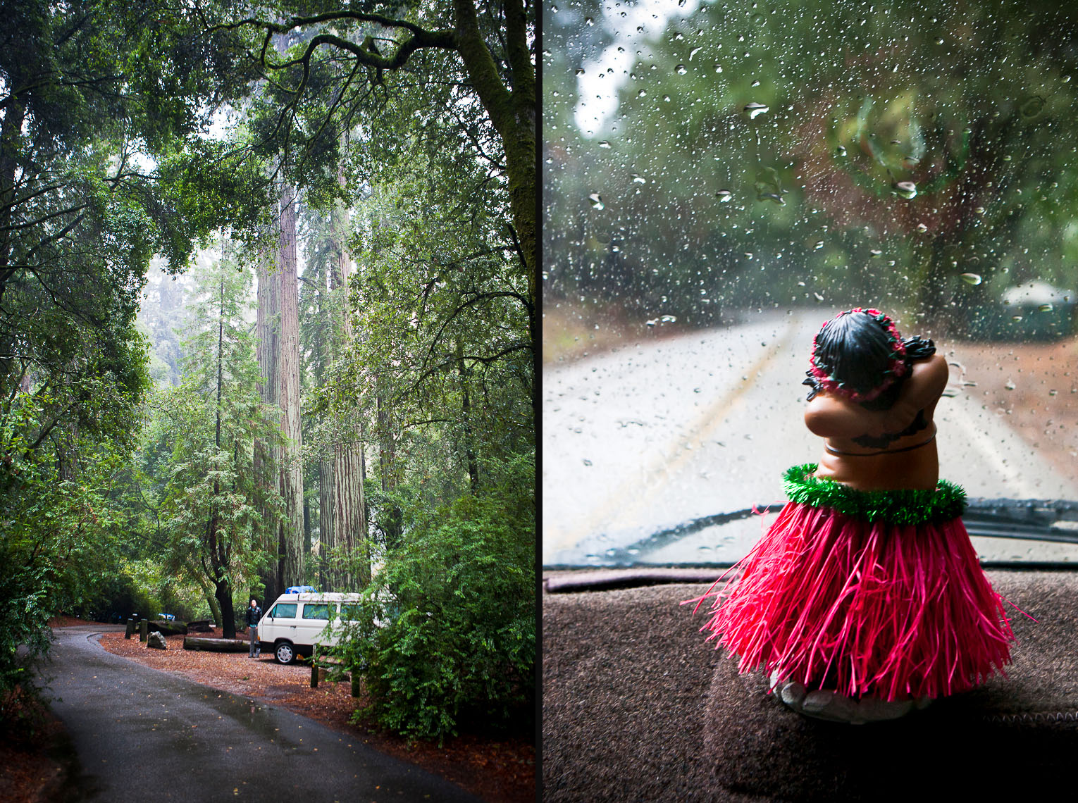 Wet Westy Road Trip - Big Basin State Park